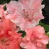 Hilda Niblett Azalea - 2 Gallon Pot -Bush Sale Shop azalea hilda niblett 11