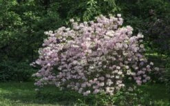 Lilacina Southern Indica Azalea - 3 Gallon Pot 9 Lilacina Southern Indica Azalea - 3 Gallon Pot -Bush Sale Shop azalea indica lilacina 6