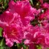 Michaele Lux Azalea - 1 Gallon Pot 2 Michaele Lux Azalea - 1 Gallon Pot -Bush Sale Shop azalea michaele lux 1