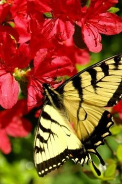 Midnight Flare Azalea - 2 Gallon Pot -Bush Sale Shop azalea midnight flare 20