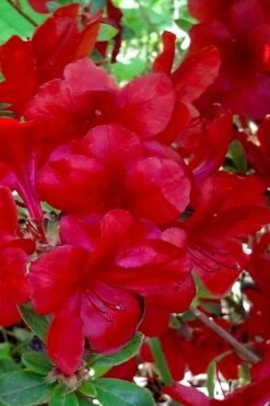 Midnight Flare Azalea - 3 Gallon Pot 14 Midnight Flare Azalea - 3 Gallon Pot -Bush Sale Shop azalea midnight flare 21 1