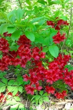 Midnight Flare Azalea - 2 Gallon Pot -Bush Sale Shop azalea midnight flare 22