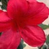 Midnight Flare Azalea - 3 Gallon Pot 1 Midnight Flare Azalea - 3 Gallon Pot -Bush Sale Shop azalea midnight flare 24 1