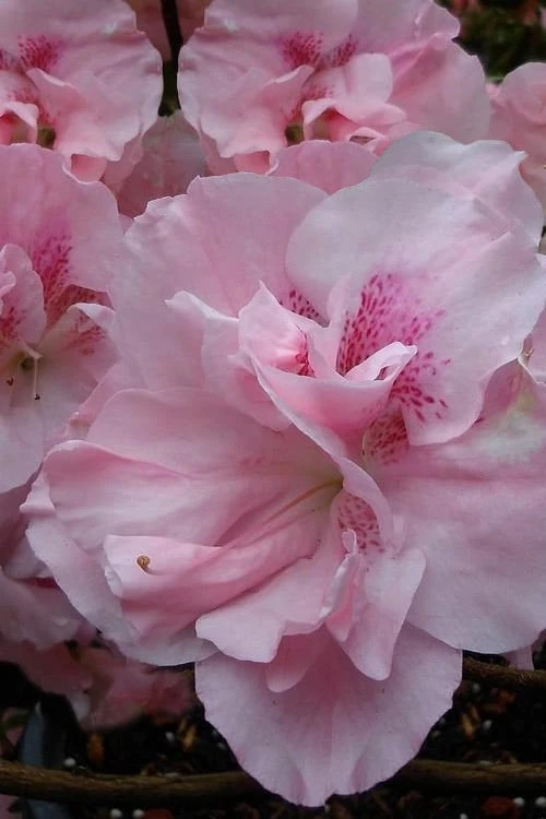 Nancy Of Robin Hill Azalea - 3 Gallon Pot 6 Nancy Of Robin Hill Azalea - 3 Gallon Pot - Image 4