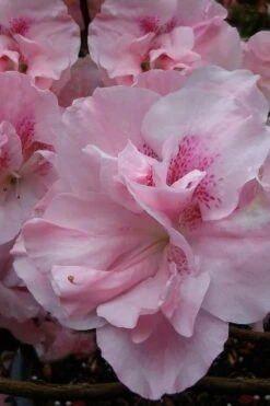 Nancy Of Robin Hill Azalea - 2 Gallon Pot -Bush Sale Shop azalea nancy at robin hill 1 2