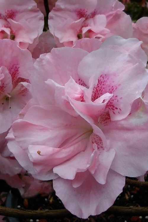 Nancy Of Robin Hill Azalea - 1 Gallon Pot 6 Nancy Of Robin Hill Azalea - 1 Gallon Pot - Image 4