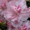 Nancy Of Robin Hill Azalea - 2 Gallon Pot -Bush Sale Shop azalea nancy of robin hill 4 2