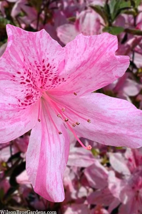 Northlake Beauty Azalea - 1 Gallon Pot 3 Northlake Beauty Azalea - 1 Gallon Pot
