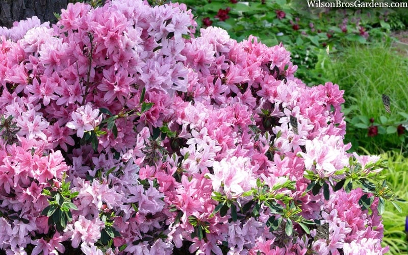 Northlake Beauty Azalea - 1 Gallon Pot 6 Northlake Beauty Azalea - 1 Gallon Pot - Image 4