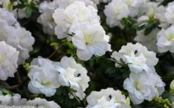 Perfecto Mundo Double White Reblooming Azalea - 3 Gallon Pot -Bush Sale Shop azalea perfecto mondo double white 2