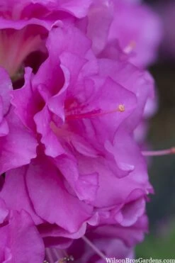 Perfecto Mundo Double Purple Reblooming Azalea - 3 Gallon Pot -Bush Sale Shop azalea perfecto mondo double20purple 1 1