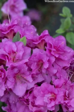 Perfecto Mundo Double Purple Reblooming Azalea - 1 Gallon Pot 13 Perfecto Mundo Double Purple Reblooming Azalea - 1 Gallon Pot -Bush Sale Shop azalea perfecto mondo double20purple 3 2