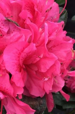 Perfecto Mundo Double Dark Pink Reblooming Azalea - 3 Gallon Pot 9 Perfecto Mundo Double Dark Pink Reblooming Azalea - 3 Gallon Pot -Bush Sale Shop azalea perfecto mundo double dark pink 1 1