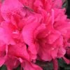 Perfecto Mundo Double Dark Pink Reblooming Azalea - 3 Gallon Pot 1 Perfecto Mundo Double Dark Pink Reblooming Azalea - 3 Gallon Pot -Bush Sale Shop azalea perfecto mundo double dark pink 2 1