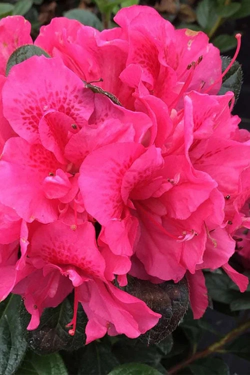 Perfecto Mundo Double Dark Pink Reblooming Azalea - 3 Gallon Pot 3 Perfecto Mundo Double Dark Pink Reblooming Azalea - 3 Gallon Pot