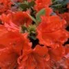 Perfecto Mundo Orange Azalea - 3 Gallon Pot 2 Perfecto Mundo Orange Azalea - 3 Gallon Pot -Bush Sale Shop azalea perfecto mundo double orange 500x750 1