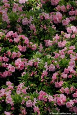 Perfecto Mundo Double Pink Reblooming Azalea - 3 Gallon Pot 13 Perfecto Mundo Double Pink Reblooming Azalea - 3 Gallon Pot -Bush Sale Shop azalea perfecto mundo double pink 1