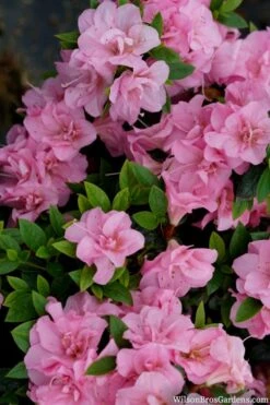 Perfecto Mundo Double Pink Reblooming Azalea - 2 Gallon Pot -Bush Sale Shop azalea perfecto mundo double pink 2 1