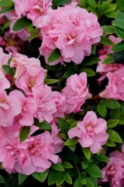 Perfecto Mundo Double Pink Reblooming Azalea - 2 Gallon Pot -Bush Sale Shop azalea perfecto mundo double pink 4