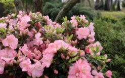 Perfecto Mundo Double Pink Reblooming Azalea - 3 Gallon Pot 11 Perfecto Mundo Double Pink Reblooming Azalea - 3 Gallon Pot -Bush Sale Shop azalea perfecto mundo double pink 5
