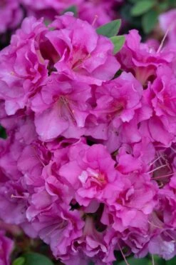 Perfecto Mundo Double Purple Reblooming Azalea - 3 Gallon Pot -Bush Sale Shop azalea perfecto mundo double purple 500x750 2