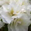 Perfecto Mundo Double White Reblooming Azalea - 3 Gallon Pot 1 Perfecto Mundo Double White Reblooming Azalea - 3 Gallon Pot -Bush Sale Shop azalea perfecto mundo double white 8