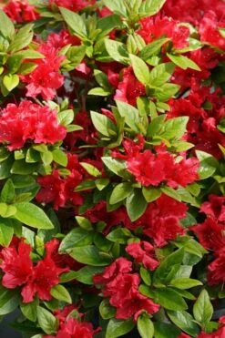 Perfecto Mundo Red Reblooming Azalea - 1 Gallon Pot 14 Perfecto Mundo Red Reblooming Azalea - 1 Gallon Pot -Bush Sale Shop azalea perfecto mundo red 2 3