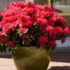 Perfecto Mundo Red Reblooming Azalea - 3 Pack Of Quart Pots -Bush Sale Shop azalea perfecto mundo red 3 1