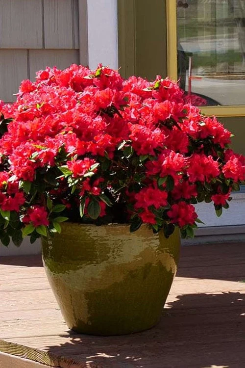 Perfecto Mundo Red Reblooming Azalea - 1 Gallon Pot 3 Perfecto Mundo Red Reblooming Azalea - 1 Gallon Pot