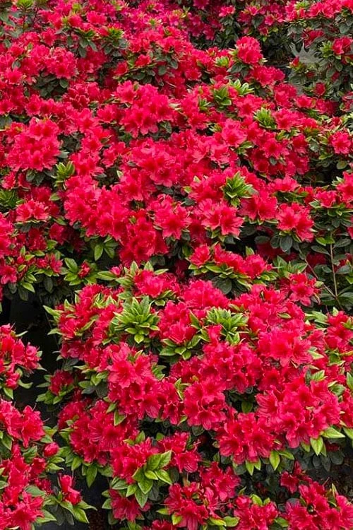Perfecto Mundo Red Reblooming Azalea - 3 Gallon Pot 7 Perfecto Mundo Red Reblooming Azalea - 3 Gallon Pot - Image 5