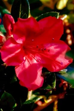 Perfecto Mundo Red Reblooming Azalea - 3 Pack Of Quart Pots 15 Perfecto Mundo Red Reblooming Azalea - 3 Pack Of Quart Pots -Bush Sale Shop azalea perfecto mundo red 6 1