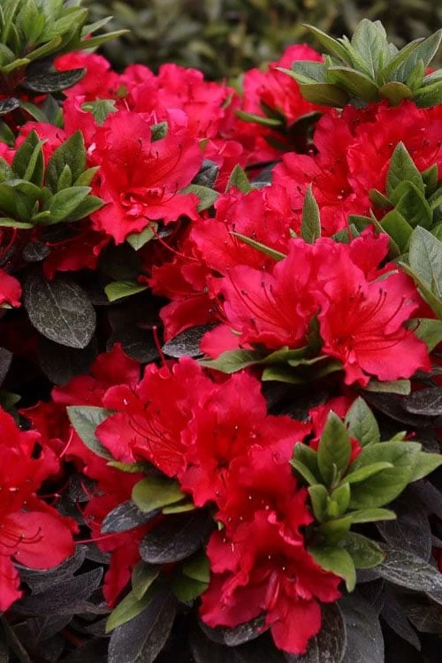 Perfecto Mundo Red Reblooming Azalea - 3 Pack Of Quart Pots 6 Perfecto Mundo Red Reblooming Azalea - 3 Pack Of Quart Pots - Image 4