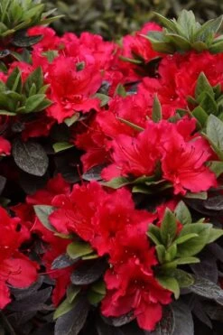 Perfecto Mundo Red Reblooming Azalea - 1 Gallon Pot 12 Perfecto Mundo Red Reblooming Azalea - 1 Gallon Pot -Bush Sale Shop azalea perfecto mundo red 8 3