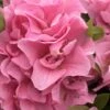 Perfecto Mundo Double Pink Reblooming Azalea - 2 Gallon Pot 2 Perfecto Mundo Double Pink Reblooming Azalea - 2 Gallon Pot -Bush Sale Shop azalea perfectomundo double pink 100