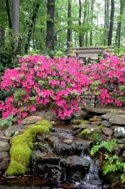 Pink Formosa Azalea - 3 Gallon Pot 10 Pink Formosa Azalea - 3 Gallon Pot -Bush Sale Shop azalea pink formosa 2 1