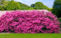 Pink Formosa Azalea - 3 Gallon Pot 11 Pink Formosa Azalea - 3 Gallon Pot -Bush Sale Shop azalea pink formosa 4 1