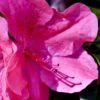 Pink Formosa Azalea - 3 Gallon Pot 1 Pink Formosa Azalea - 3 Gallon Pot -Bush Sale Shop azalea pink formosa 5 1