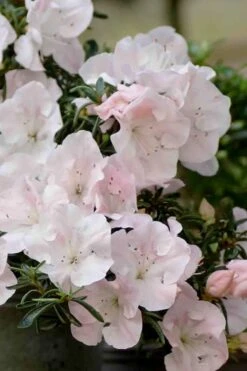 Tsuki No Shimo Satsuki Azalea - 3 Gallon Pot 19 Tsuki No Shimo Satsuki Azalea - 3 Gallon Pot -Bush Sale Shop azalea satsuki tsuki no shimo 100 1