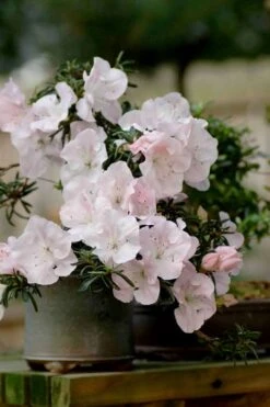 Tsuki No Shimo Satsuki Azalea - 1 Gallon Pot 23 Tsuki No Shimo Satsuki Azalea - 1 Gallon Pot -Bush Sale Shop azalea satsuki tsuki no shimo 101