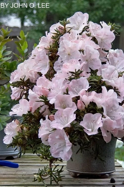 Tsuki No Shimo Satsuki Azalea - 1 Gallon Pot 3 Tsuki No Shimo Satsuki Azalea - 1 Gallon Pot