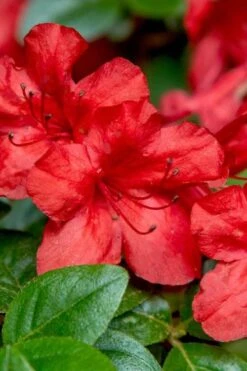Stewartstonian Azalea - 3 Gallon Pot -Bush Sale Shop azalea stewartstonian 2