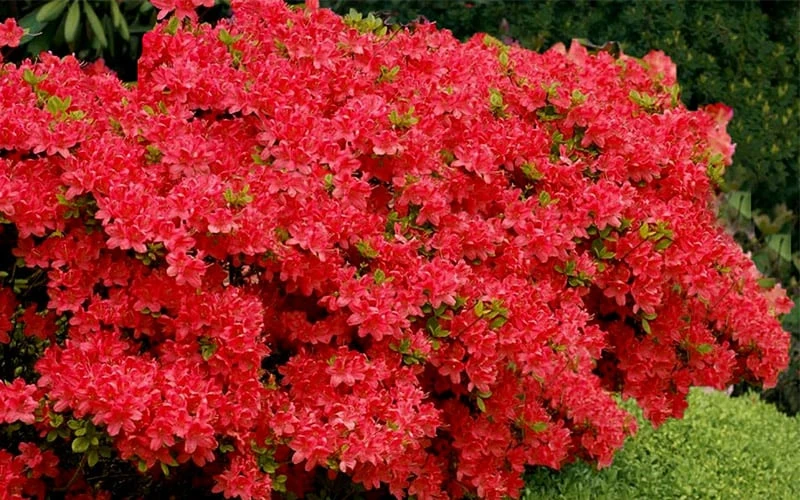 Stewartstonian Azalea - 1 Gallon Pot 9 Stewartstonian Azalea - 1 Gallon Pot - Image 7