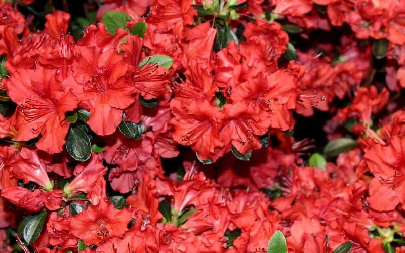 Stewartstonian Azalea - 1 Gallon Pot 11 Stewartstonian Azalea - 1 Gallon Pot - Image 9