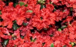 Stewartstonian Azalea - 3 Gallon Pot -Bush Sale Shop azalea stewartstonian 4