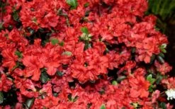 Stewartstonian Azalea - 3 Gallon Pot -Bush Sale Shop azalea stewartstonian 6