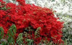 Stewartstonian Azalea - 1 Gallon Pot 15 Stewartstonian Azalea - 1 Gallon Pot -Bush Sale Shop azalea stewartstonian 7 1