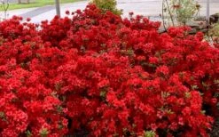 Stewartstonian Azalea - 1 Gallon Pot 16 Stewartstonian Azalea - 1 Gallon Pot -Bush Sale Shop azalea stewartstonian 8 1