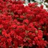 Stewartstonian Azalea - 1 Gallon Pot 2 Stewartstonian Azalea - 1 Gallon Pot -Bush Sale Shop azalea stewartstonian 9 1