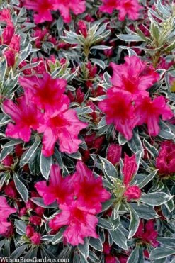 The Robe Azalea - 2 Gallon Pot 9 The Robe Azalea - 2 Gallon Pot -Bush Sale Shop azalea the robe 3 1