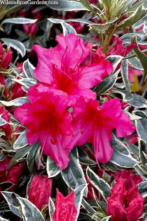 The Robe Azalea - 2 Gallon Pot 3 The Robe Azalea - 2 Gallon Pot